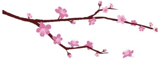 branche-cerisier-en-fleurs